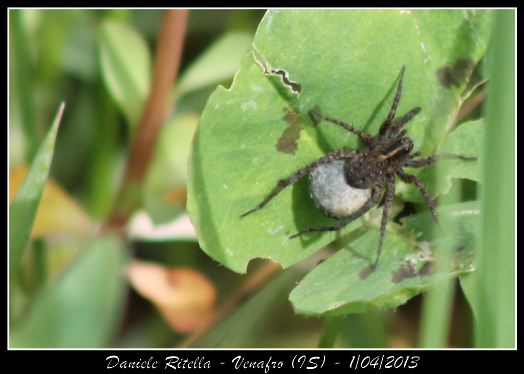 Pardosa sp. con 